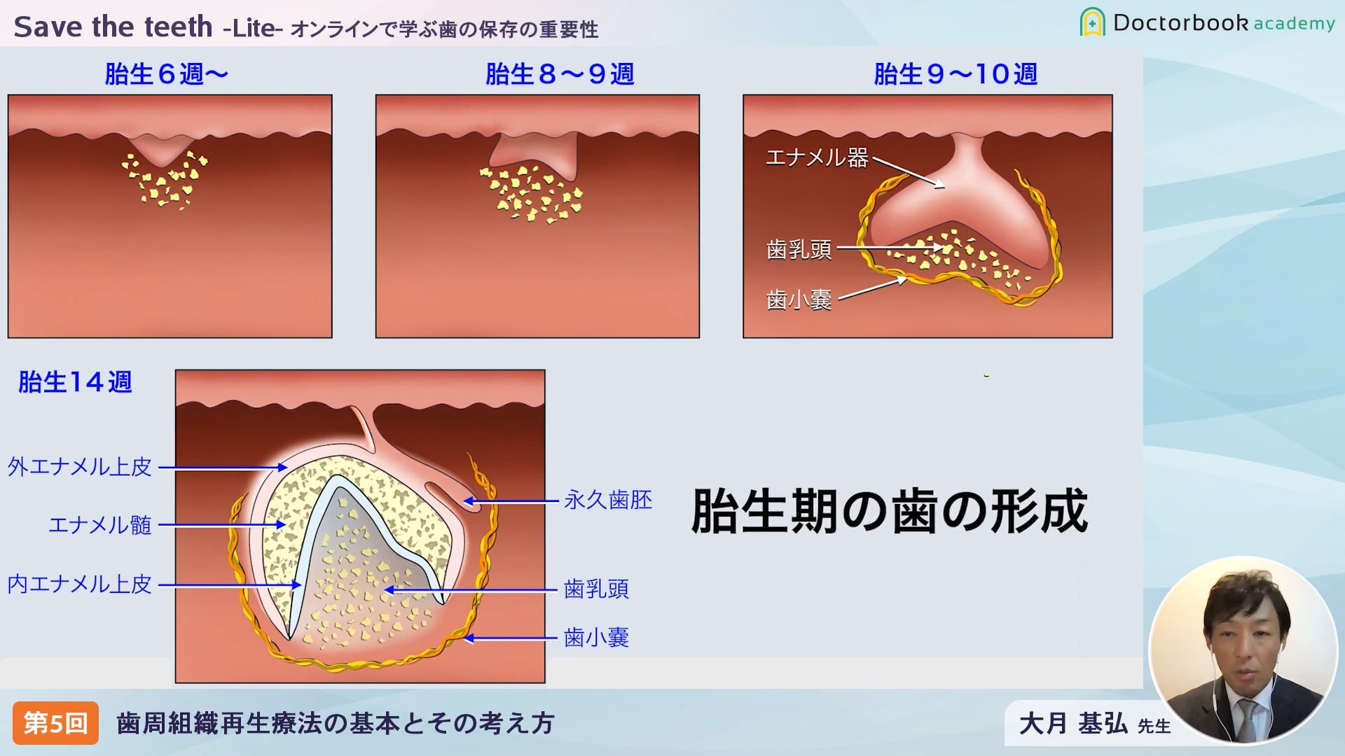 臨床知見録_エムドゲイン_胎生期の歯の形成