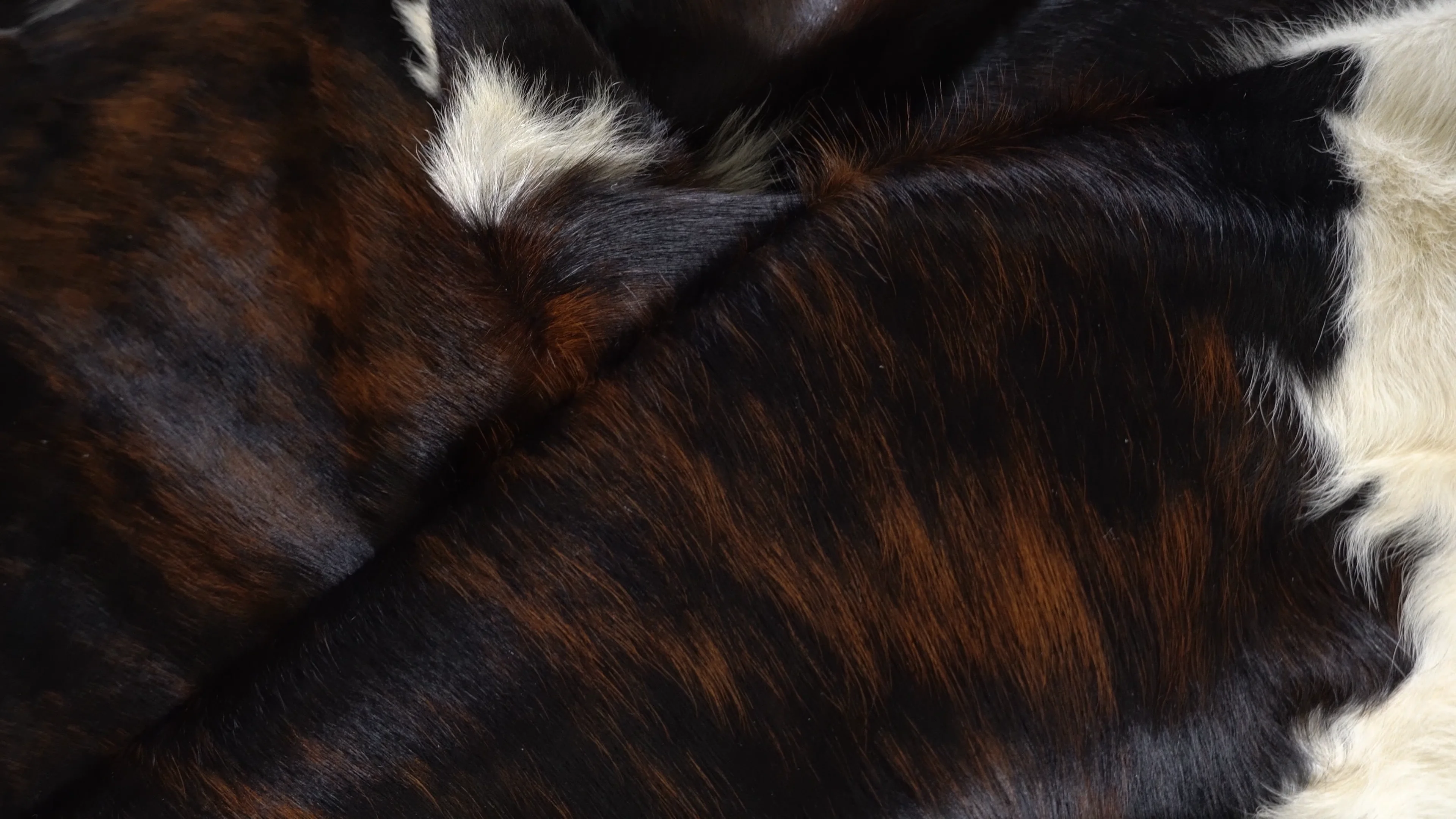 Hair-On Natural Tricolor Cow - Premium Leather Cowhide | United
