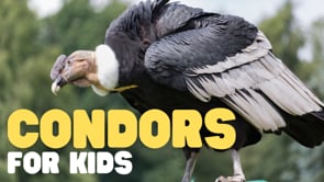 Vimeo Thumbnail
