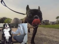 Newswise:Video Embedded knowing-what-dogs-like-to-watch-could-help-veterinarians-assess-their-vision