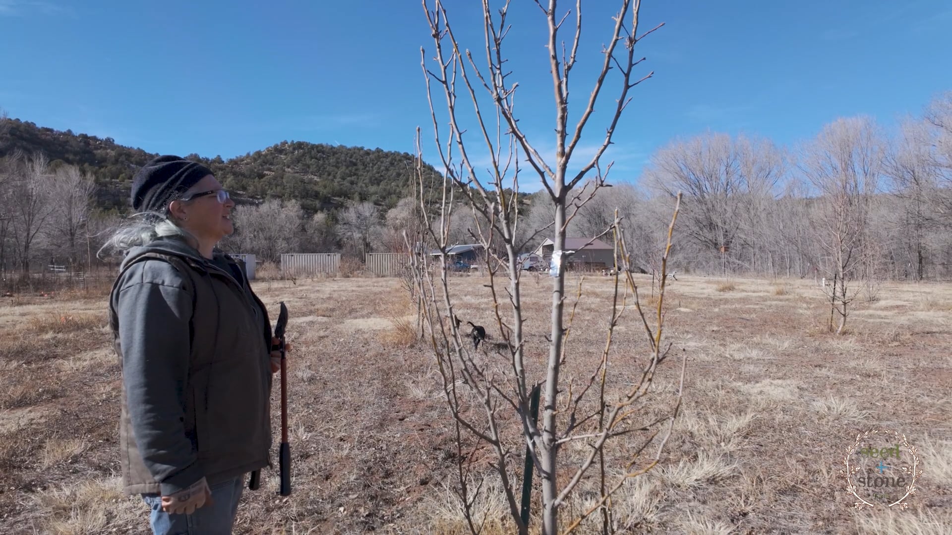 Asian Pear Pruning 2024