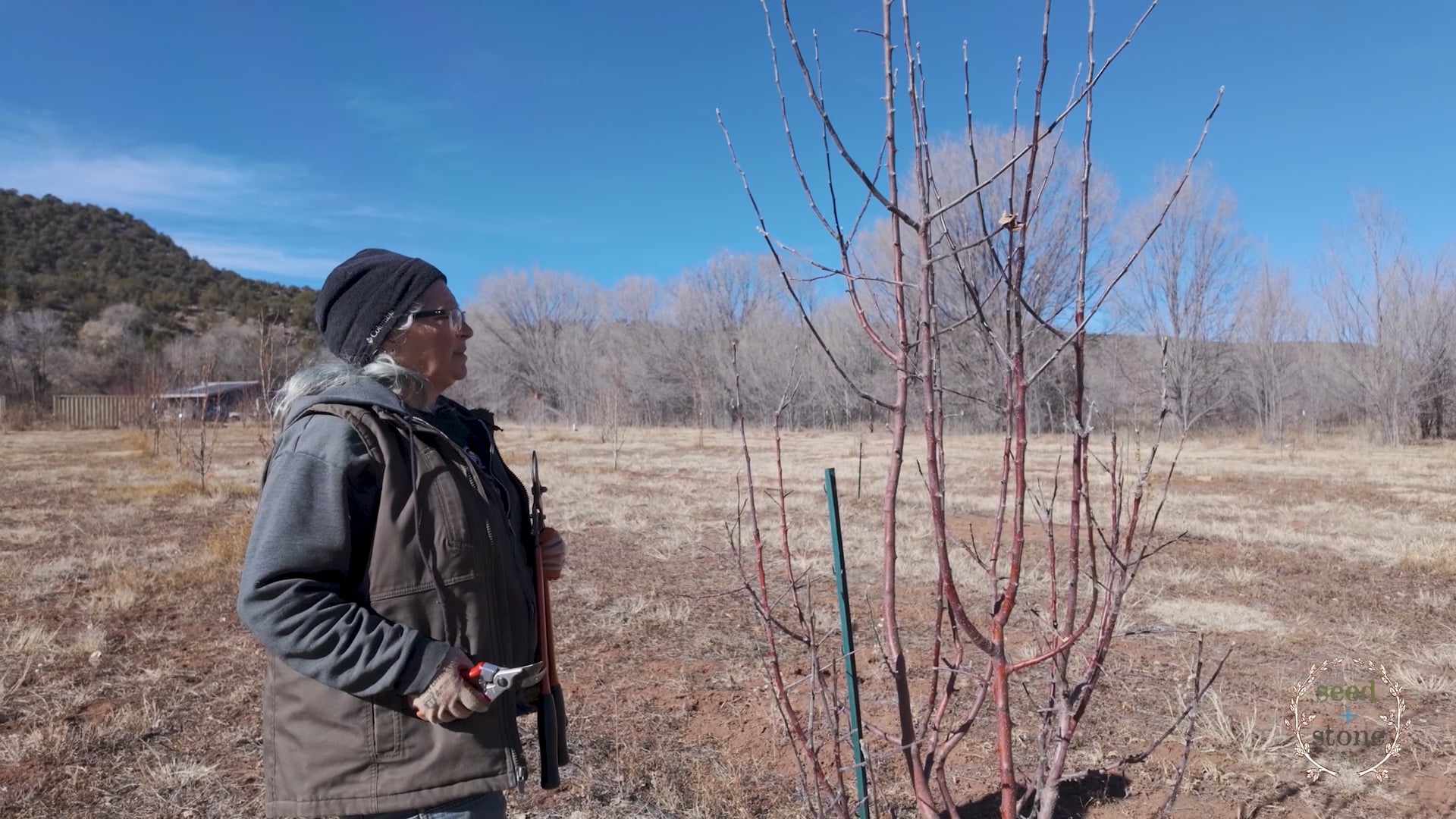 Apple Tree Pruning 2024