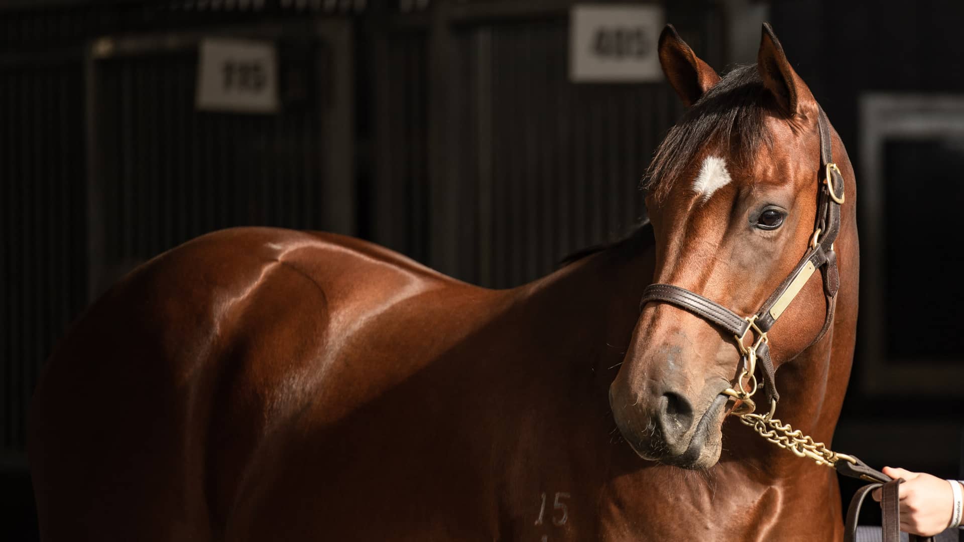 2025 Inglis Easter catalogue NOW AVAILABLE ONLINE on Vimeo