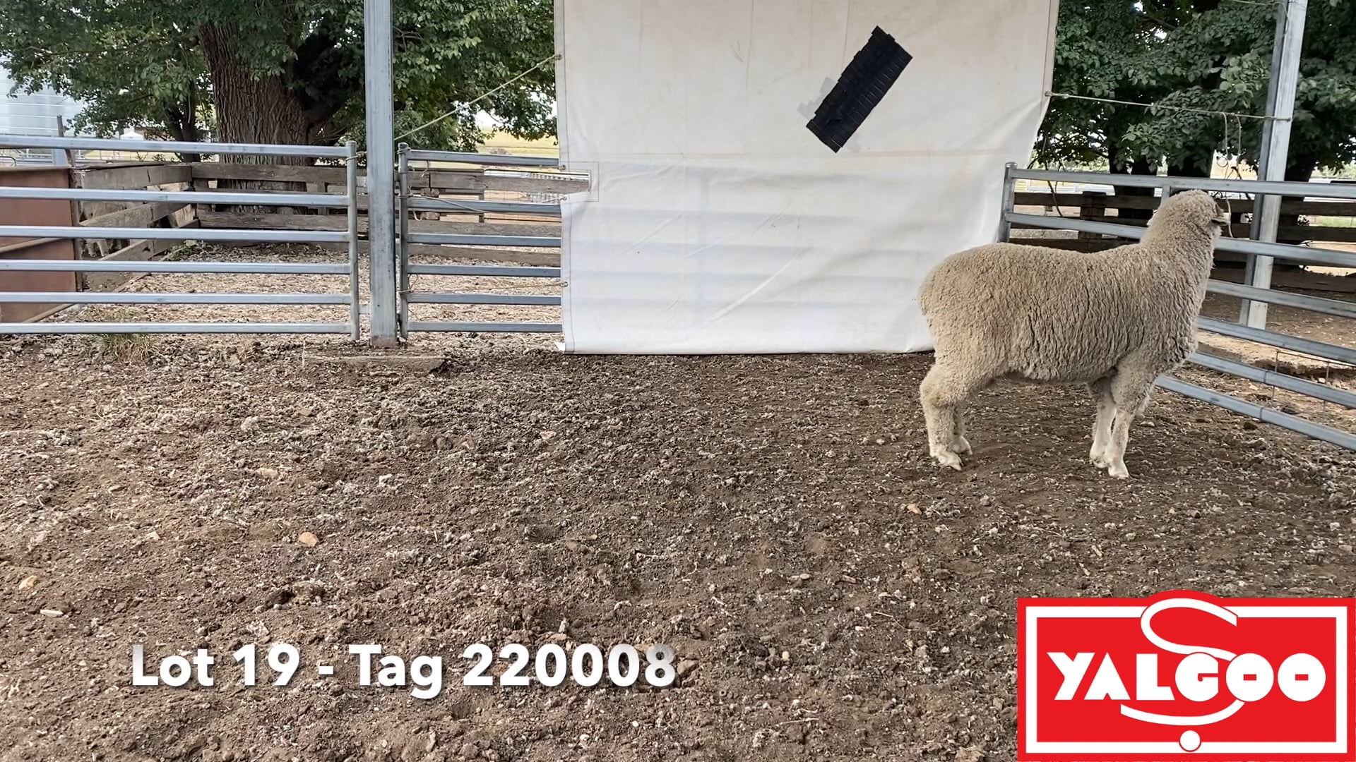 2024 Rams Lot 19 On Vimeo   1784891374 1c7e26de47a28e0318b429322132733fc7809c682a7cc0e7d93eb39fc1bc18bf D