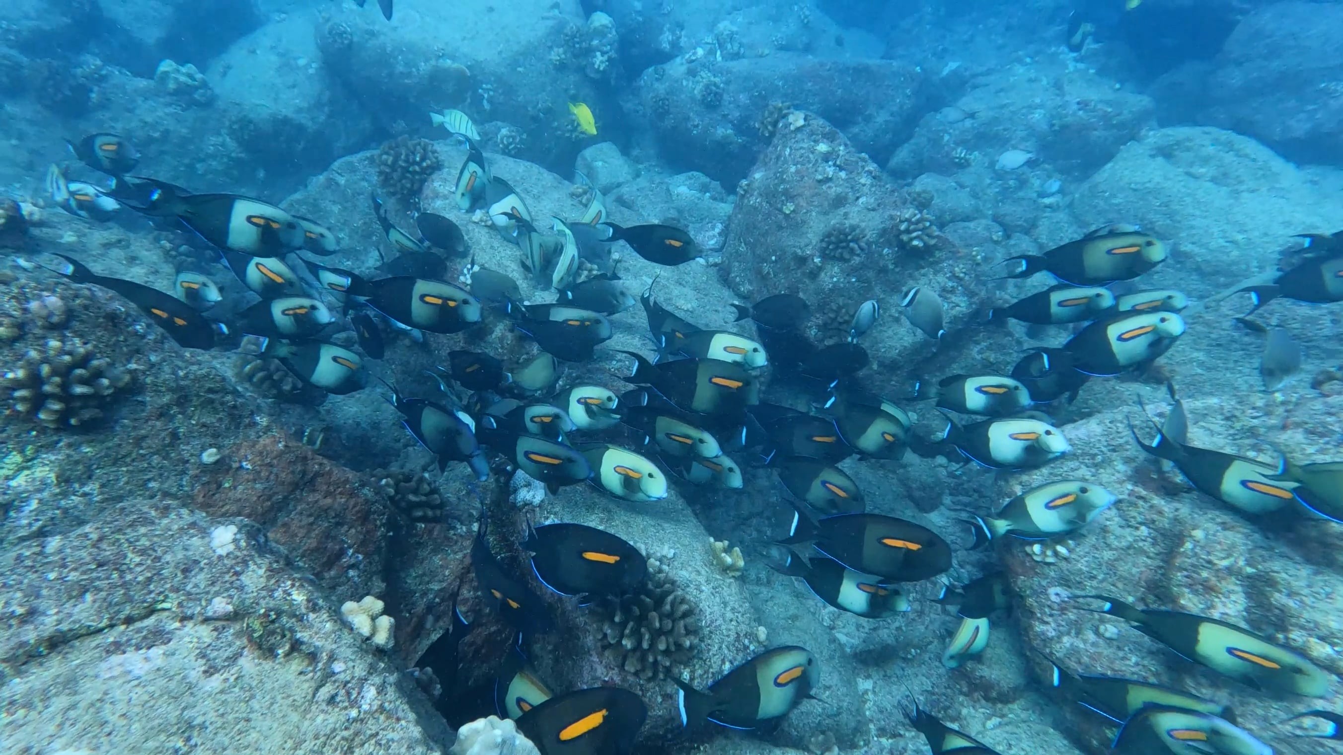 Best Snorkeling Kauai