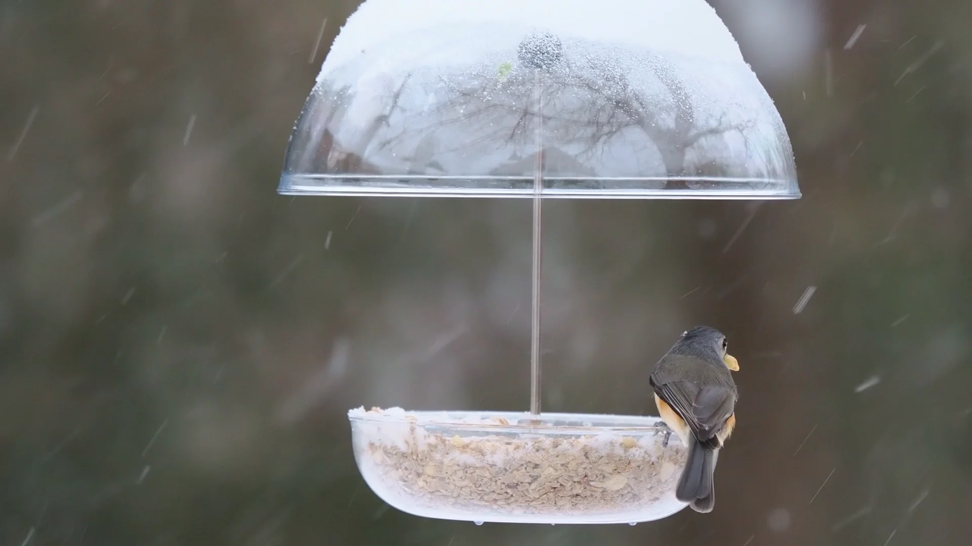 Beejoir ビジョア Radiation Bird 10枚限定 キャンバス Beejoir