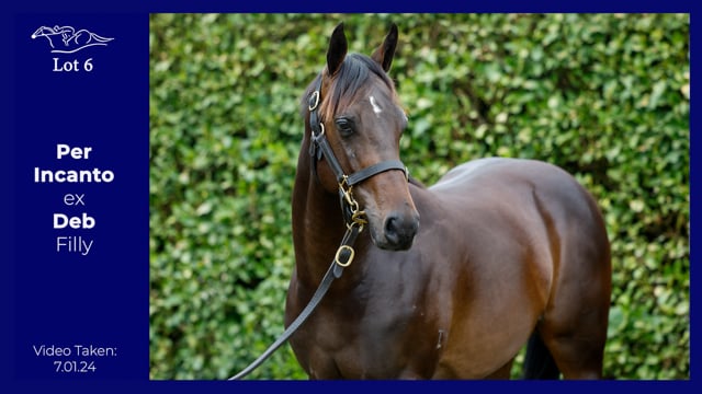 Karaka 2024 Book 1 New Zealand Bloodstock Thoroughbred Auction   1785186585 9d127e02da4c6bd5f452aa485da70957b14d126d71c60680e5cc71c52ce5e66b D 640x360