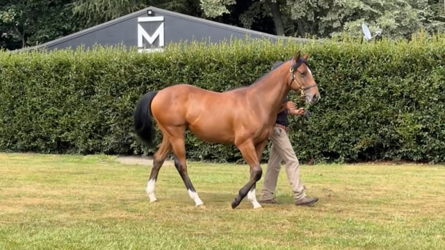 Lot 774