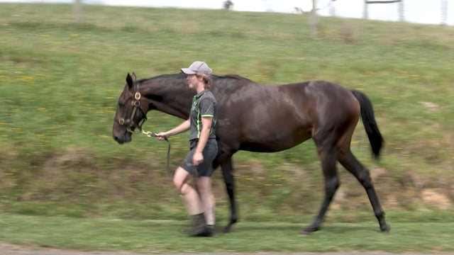 Karaka 2024 Book 2 New Zealand Bloodstock Thoroughbred Auction   1785273573 97f35d3ea795c60b71d9df776e51f18e8791fdada5ce7e3c5cd95837955b7ba9 D 640x360