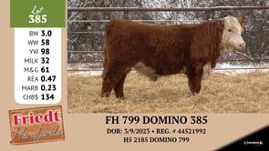 Lot #385 - FH 799 DOMINO 385