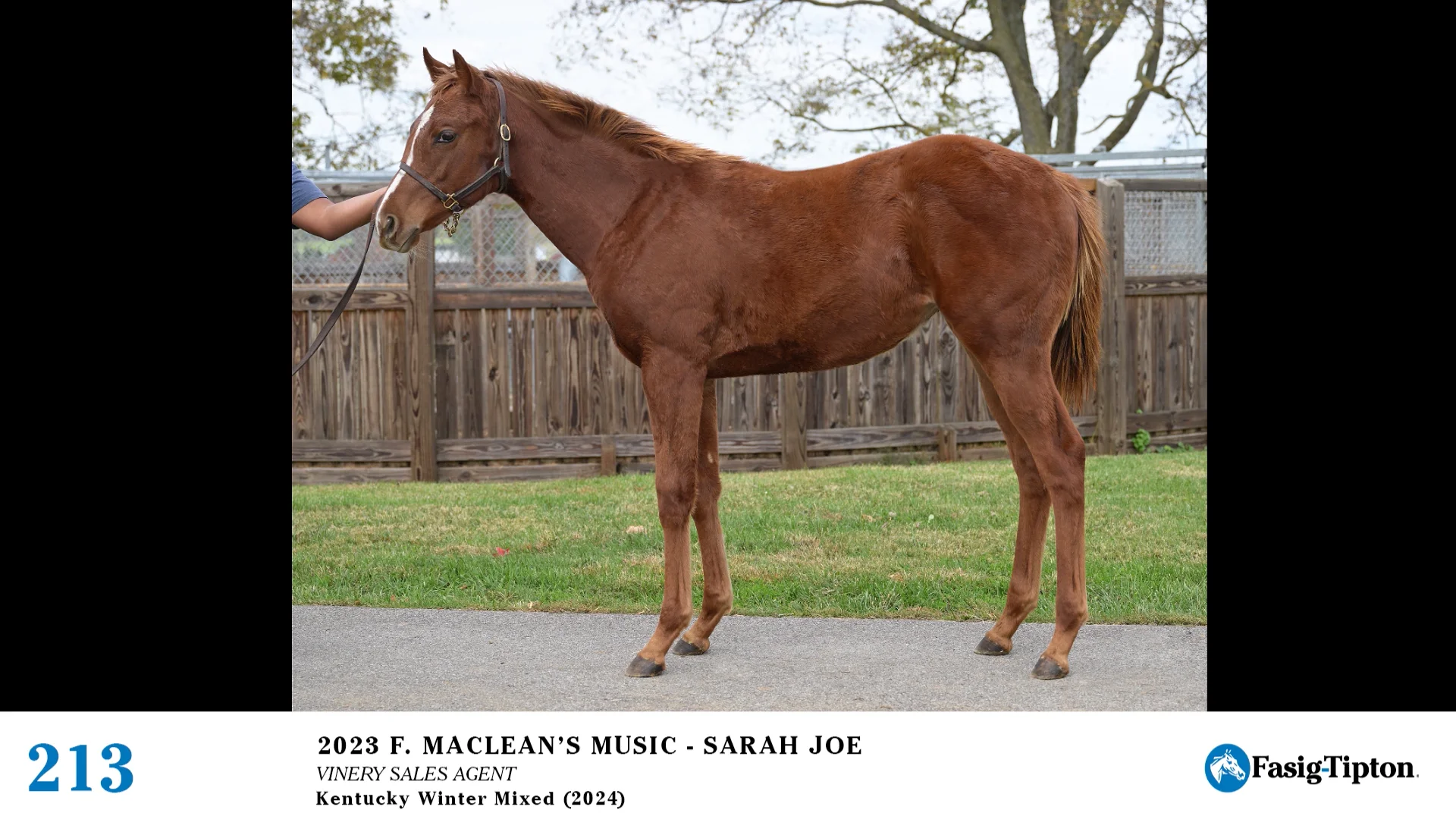 2024 FasigTipton Kentucky Winter Mixed Sale Hip 213 Maclean's Music