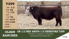Lot #T299 - OR 1/2 RED ANGUS & 1/2 HEREFORD T99