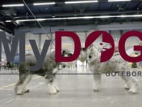 SvedeaMyDOG2024 - STND