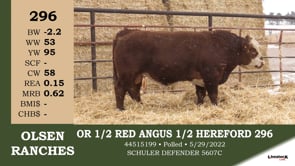 Lot #296 - OUT - OR 1/2 RED ANGUS & 1/2 HEREFORD 296