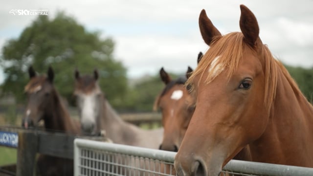 Karaka 2024 | The Oaks Stud-Rick Williams