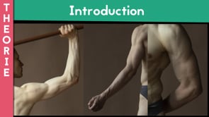 Base d'anatomie 2 - Bras et mains