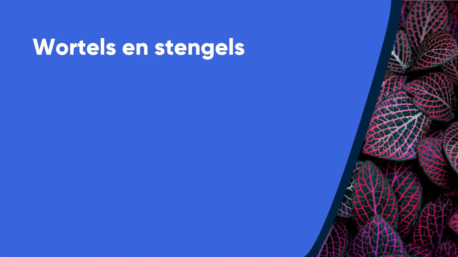 Wortels en stengels