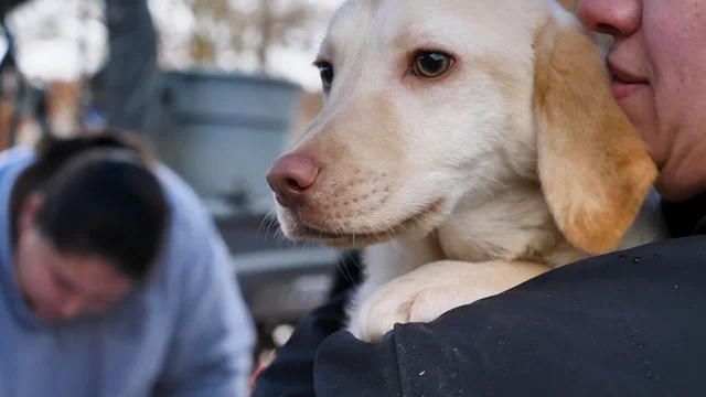 Labrador store rescue act