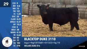 Lot #29 - BLACKTOP DUKE 3110