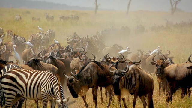 all inclusive african safari vacation packages