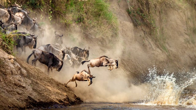 african safari dream