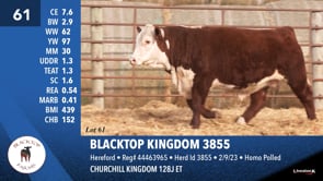 Lot #61 - BLACKTOP KINGDOM 3855