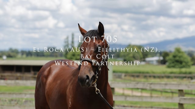 Lot 705