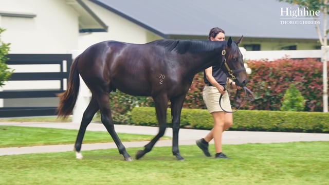 Karaka 2024 Book 2 New Zealand Bloodstock Thoroughbred Auction   1786750231 Acbf4a34b6cca43dc0b1fd5d01750f48b9af2ce1d0aa62f77ac5a3e6356529da D 640x360