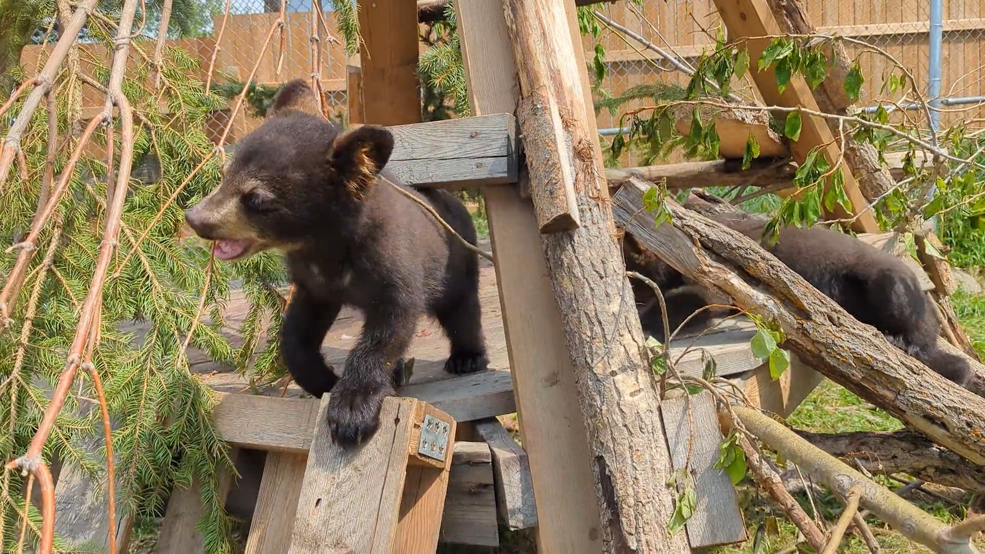 Alberta Institute for Wildlife Conservation