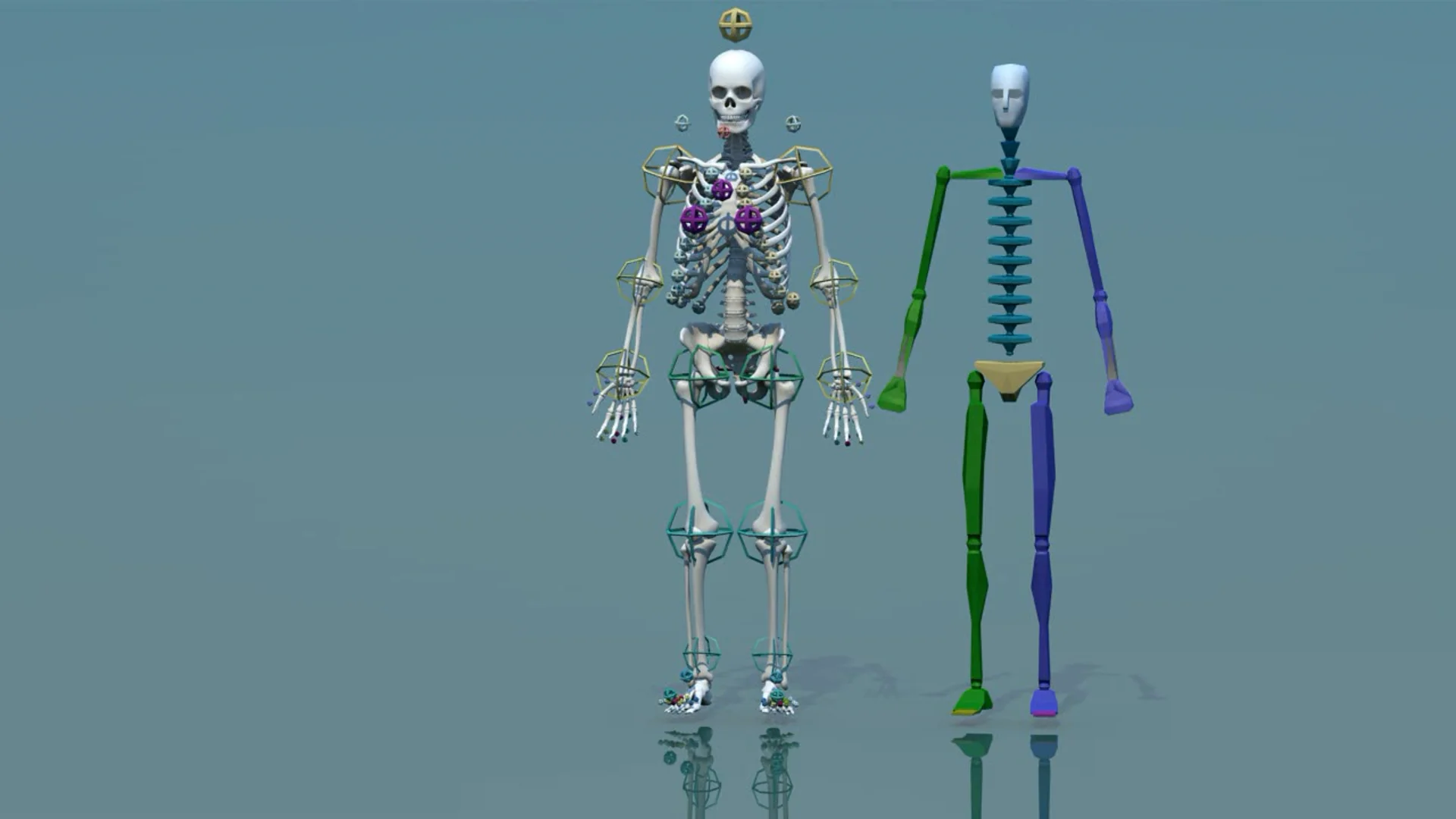 Три д скелет человека. Скелет человека. Модель скелета. Скелет для моделирования. Персонаж скелет.