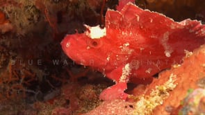 0161_pink leaf scorpionfish profile