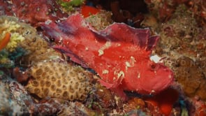 0162_pink leaf scorpionfish swimming