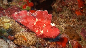 0164_Pink Leaf Scorpionfish full body view