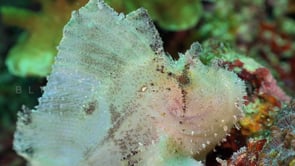 0748_White leaf scorpionfish stretching mouth
