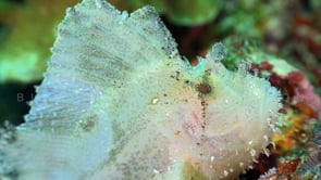 0749_Leaf scorpionfish close up