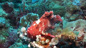 1179_pink leaf scorpionfish on coral reef