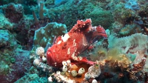 1179_pink leaf scorpionfish on coral reef