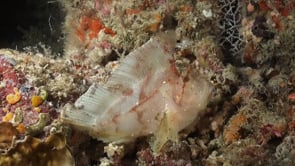 1604_white leaf scorpionfish on coral reef