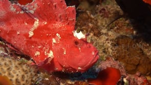 0163_pink leaf scorpionfish on coral reef