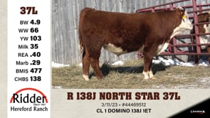 Lot #37L - R 138J NORTH STAR 37L
