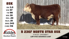 Lot #85K - R 236F NORTH STAR 85K