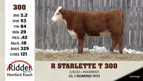Lot #300 - R STARLETTE T 300