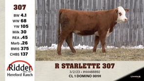 Lot #307 - R STARLETTE 307