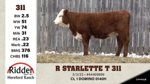 Lot #311 - R STARLETTE T 311