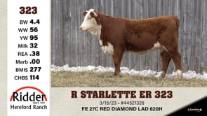 Lot #323 - R STARLETTE ER 323