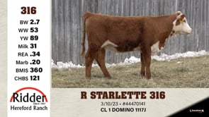 Lot #316 - R STARLETTE 316