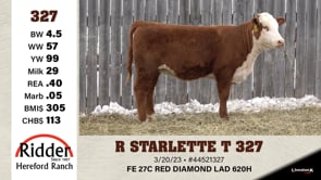 Lot #327 - R STARLETTE T 327