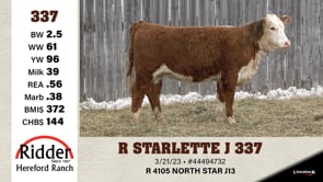 Lot #337 - R STARLETTE J 337