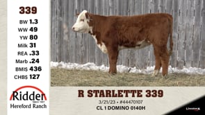 Lot #339 - R STARLETTE 339