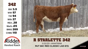 Lot #342 - R STARLETTE 342